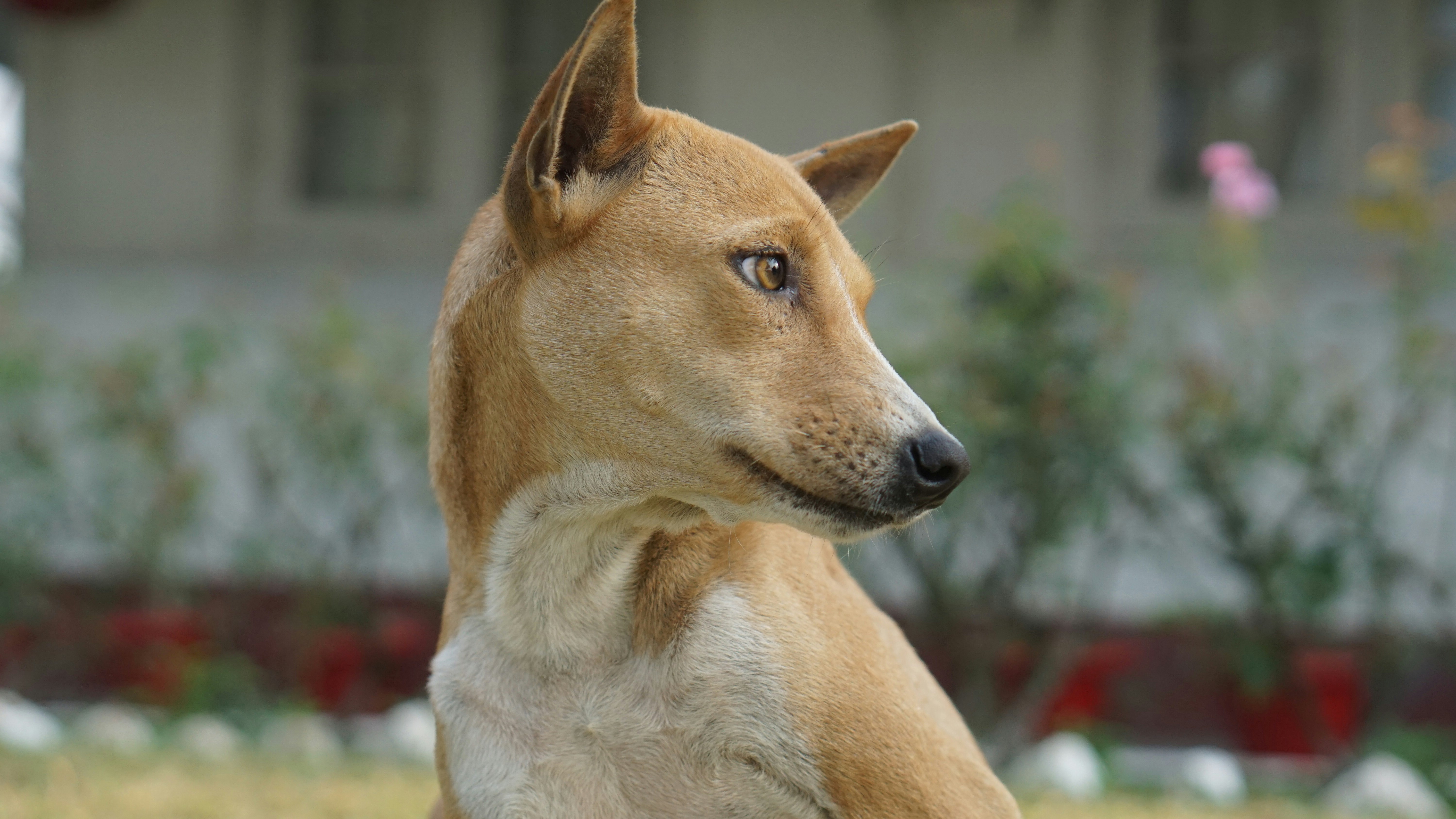 brown and white short coated dog